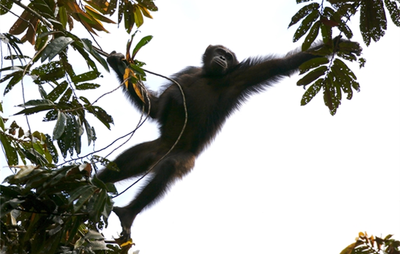 Central chimpanzee CREDIT: Emma Stokes/WCS